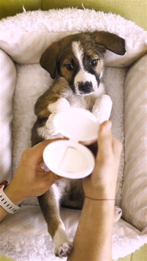 3K views · 40 reactions | Time for a Spa Session ‍️ | Paw Squadron | Facebook