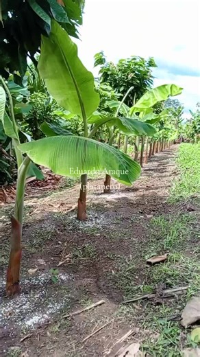 Nutrición Vegetal: La Clave para Cultivos Excepcionales