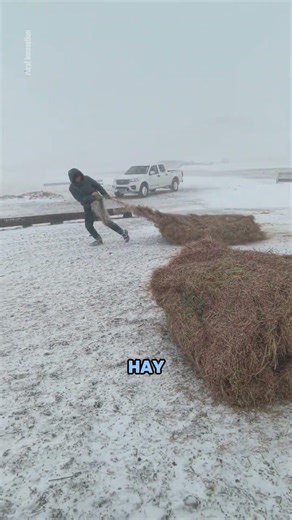 How Livestock & Farmers Survive Extreme Cold