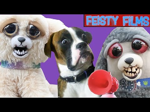 Dumb and Dumber Dogs! A Feisty Pets Compilation