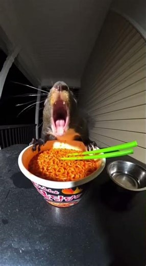 Squirrel tries 3x Spicy black bean fire noodle (Korean Instant Noodle) ASMR MUKBANG EATING Challenge