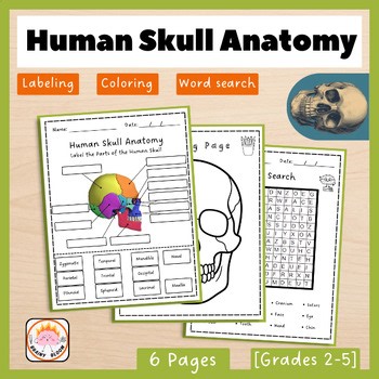 Anatomy of the Human Skull | Biology & Skeletal System | Science Labeling
