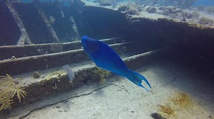 16K views · 1.1K reactions | You may have been to the Green Parrot in Key West, but have you seen a blue parrot? #FLKeys | The Florida Keys & Key West | Facebook