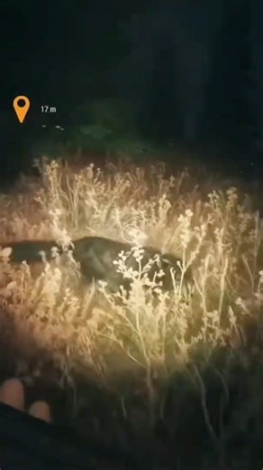 Night Encounter with Wolves 🐺⁉️ #jesus #gaming #thehunter_call_of_the_wild