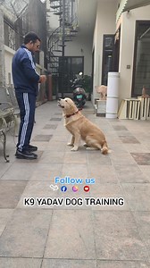346K views · 2.2K reactions | Other dog's vs my golden retriever...