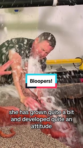 The Amazing Intelligence and Cheeky Attitude of Pat, the Giant Pacific Octopus