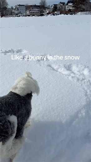 Old English Sheepdog's Joyful Snow Adventures