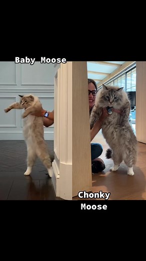 Jen Garner on TikTok