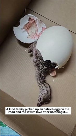Beautiful ostrich hatching #wildliferescue #animals #ostrich #rescue #lovestory #love #birds #cute