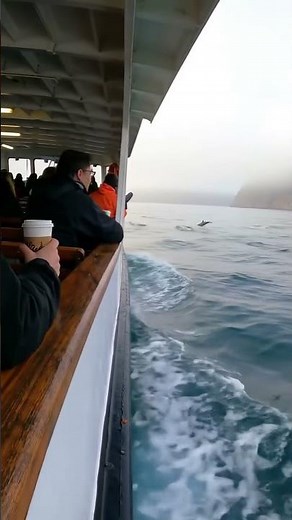 The SPEED of these dolphins is absolutely unreal 🤯 #fast