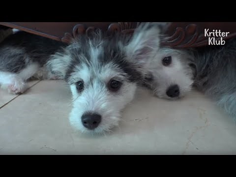 Hustese? Maltsky? See The Unreal 'Husky-Maltese Mix Puppies' (Part 2) | Kritter Klub