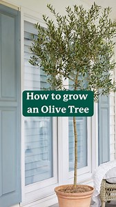 4.4K views · 74 reactions | Nothing says “Olive you” like growing...