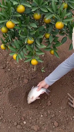 A Wonderful technique for Fertilizing Plants in the nursery