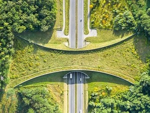 Wildlife Crossing Near Construction   Chuck Liddell Arrested