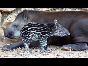 True Facts About The Tapir