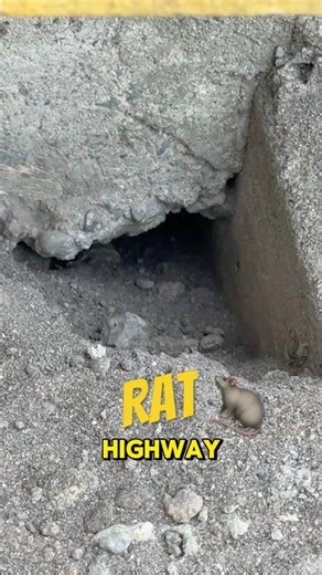 How to Stop Rats From Digging Under Concrete or Planter 🐀 #pestcontrol