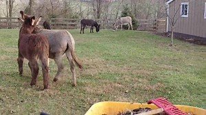 4K views · 448 reactions | Another typical day here at Little Longears: all the donkeys are playing while the humans tend to their every need. | Little Longears Miniature Donkey Rescue | Facebook