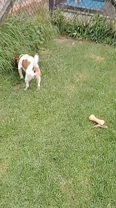 "ALFIE"- Adopted! R251000050 *SECURE HOME AND FENCING Alfie is a tan and white smooth coat male JR aged 3yrs. He has come to us as his family work long hours and have a small yard, so is now looking for a new place to call home. He has lived out doors and is friendly with other dogs and cats. It's possible he may be suitable with a friendly female dog but they would need to meet in our shelter. He can be jumpy so is best suited to kids over 8yrs who can tolerate and help with his care and traini