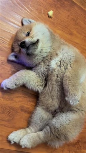 不要打扰我睡觉🐶 哈哈哈哈😂可爱的嘟嘟睡觉做什么梦了吗？#萌宠日常记录 #家有萌犬 #它真的好像个小宝宝 #豆柴
