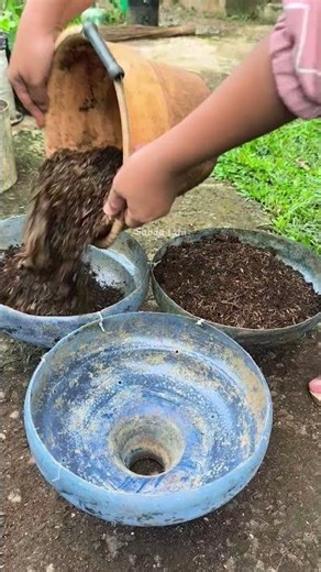 ide menanam sawi di galon bekas