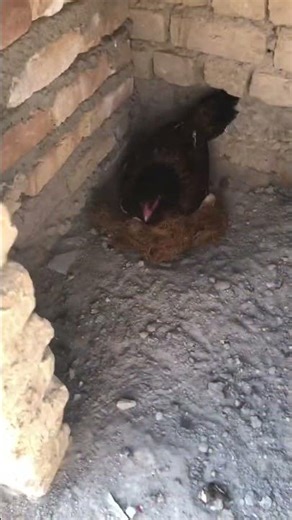 #birds #foryou #chicken #lifeisbutadream #pigeon # #whowillbemylifepartnerta nothingimposib #birds