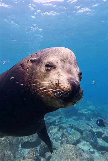 Scuba diving highlights in La Paz, Mexico