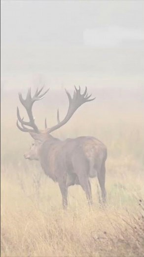THE RED DEER RUT- UK WILDLIFE