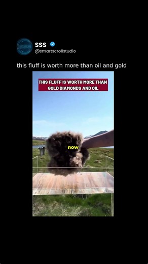 Fluff Worth More Than Oil and Gold: Why It Matters