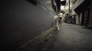 “ASONG GALA” In the Philippines, the root cause of why there are so many stray dogs is that majority of pet owners still allow their dogs to roam the streets. Many stray dogs are also former pets who have been abandoned by their owners. But dogs don’t belong in the streets which are very unsafe for them. Stray dogs suffer from hunger and disease, are exposed to the elements, and are in constant danger from being run over or abused. Like people, every animal deserves a home. Help curb pet homeles