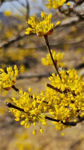 봄꽃, 3월 중순 | 구례 반야원 플라타너스 | 화엄사 | 산수유마을