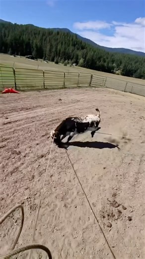 When your heeler slips a leg at the last second 😂 #teamroping #horse #roping