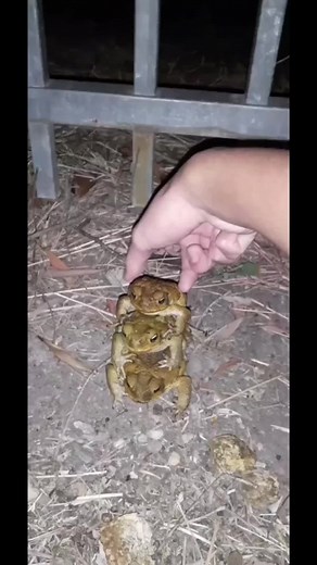 3 Years of Stacking Toads: Memorable Toad Singing Compilation
