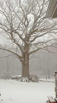 The Bare Tree #thestoryatlas #winter #tree #poem #nepal #storytelling #natureandlife