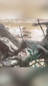 Lực lượng chức năng xã Trà Đốc đã kịp thời cứu người gặp nạn do sạt lở đất tại Thôn 2 xã Trà Đốc. Video: Duy Hưng | Báo và Phát thanh Truyền hình Đà Nẵng