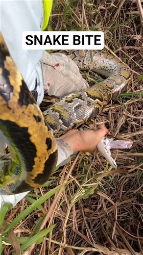 PYTHON BITE! I MADE A BIG MISTAKE!