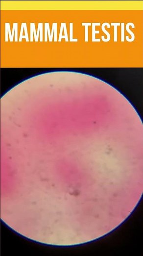 Mammal Testis Slide under microscope #microscope #microscopyworld #cbsebiology