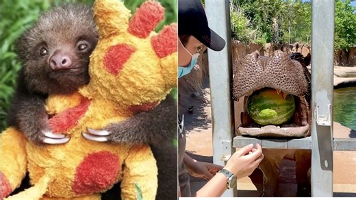 Delightful Animal Encounters with Humans