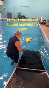 Cricket, adopted from ABC Basset Hound Rescue of New York, had her first swim lesson last night at Premier Dog Sports & Event Center, LLC in Lancaster, NY, while her former foster mom treats her with cheese! #premierdogsports | ABC Basset Hound Rescue of New York