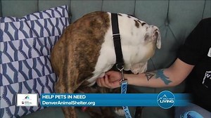 Denver Animal Shelter // Help Pets In Need