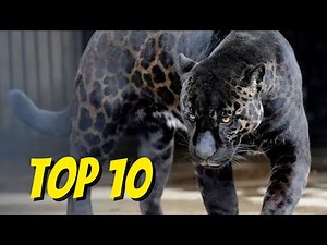 Top 10 Amazing Hybrid Animals That Actually Exist