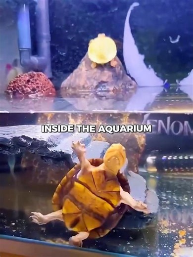 The DANCING Turtle🕺🐢 #shorts #usa