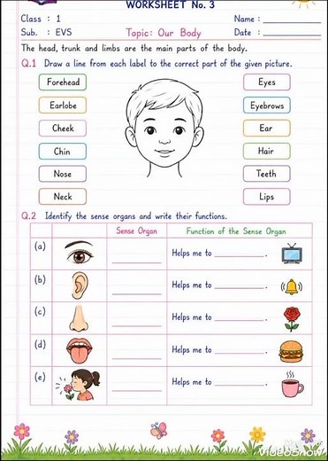 Body Parts Worksheet for Class 1 & Class 2 | EVS Printable Worksheet | Parts of the Body #shorts