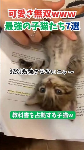 可愛さ無双ｗｗｗ最強の子猫たち７選