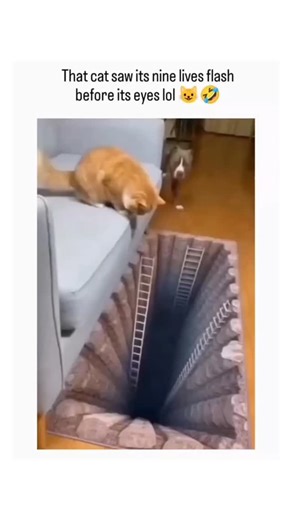 GLOBAL HUB on Instagram: "#Please Follow @elite.ball.meme For More 🥺❤️‍🩹 The video depicts an orange tabby cat and a small brown dog reacting with visible caution and jumps to a 3D optical illusion rug mimicking a deep pit with a descending ladder, amplifying the caption's joke about the cat's "nine lives" in a 15-second clip. Shared by @naturelife_ok , a prolific animals-focused account, it exploded to 44k likes, 3.5k reposts, and 1.7M views in under a day, tapping into the timeless popularit