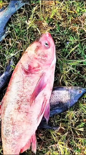 Sonu fishing 07 on Instagram: "fish net making videos #fish #fishing #making #net #videos"