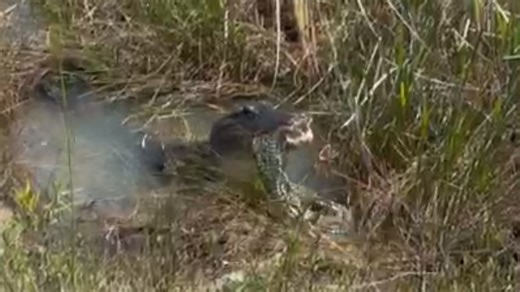 Video shows alligator eating Burmese python in Everglades National Park