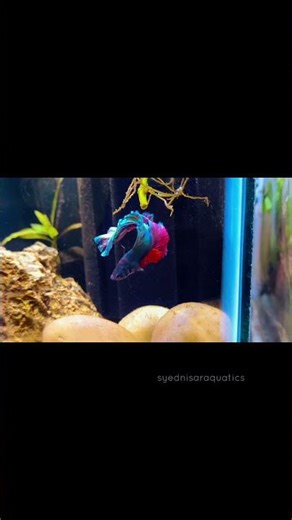 Not everyone… but aquarium hobbyists will get this 😳 #fishkeepinghobby #aquarium #fishlover #fyp