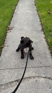 Flapjack, our little black lab Parvo pup is doing good. He was discharged from our vet. He is eating, drinking and wanting lots of attention. He is in need of a foster home that has time for him. He is fearful of leashes, tile floors, new experiences and needs a little time to learn what living in a house is and being loved. He has webbed feet. If interested in fostering or adopting this sweetness please fill out an application at dawghous.com | Detroit Animal Welfare Group (DAWG)