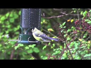 Birds sounds of the Lyre bird David Attenborough style shooting HD video