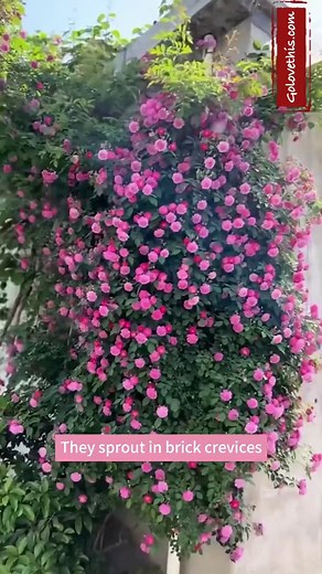 Growing Climbing Roses: A Beginner's Guide